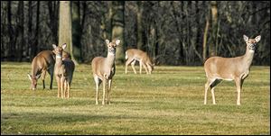 Fifty deer are targeted at Swan Creek Preserve Metropark.