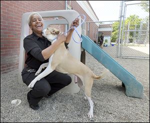 Employee Shirley Wheeler plays with Taylor  at Lucas County Canine Care & Control.