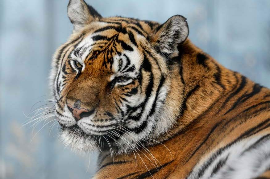 Tiger-Ridge-Exotics-tiger-rest
