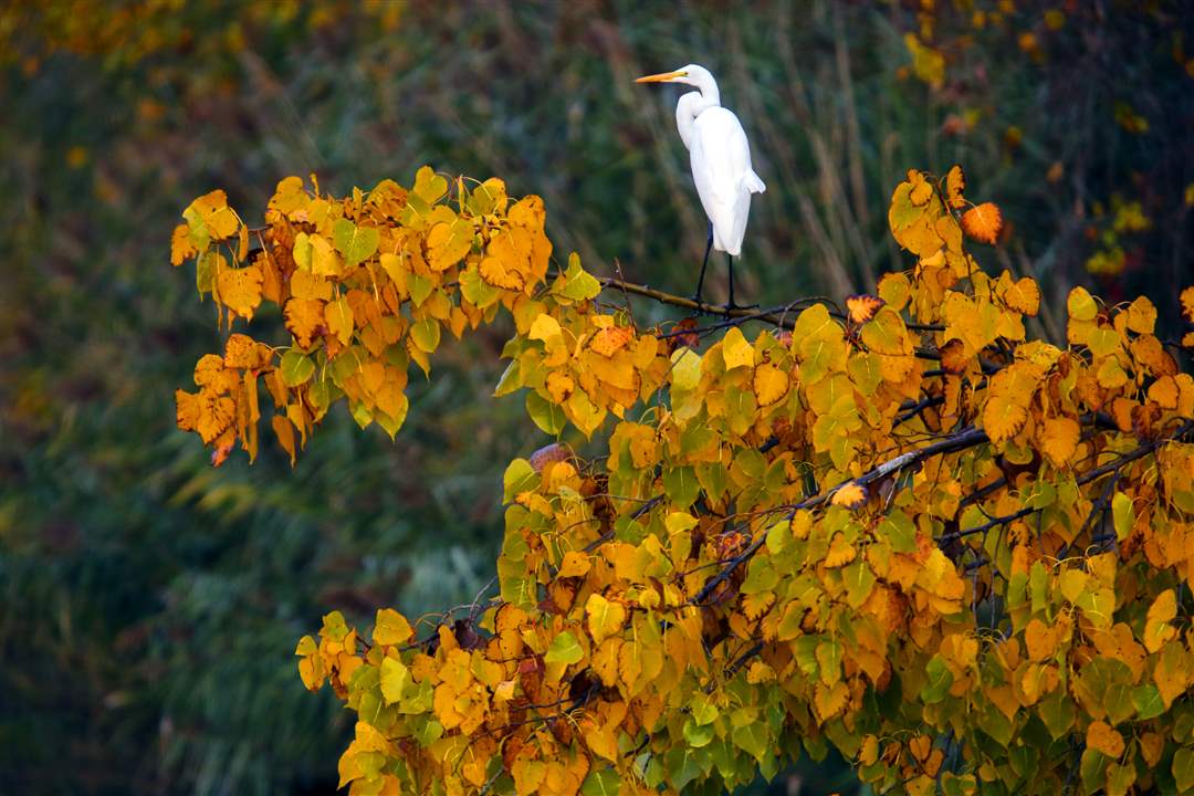 mag-fallcolor10p