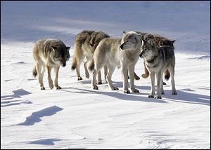 Michigan has an estimated 600 to 650 gray wolves, such as these at Isle Royale National Park in the northern part of the state.