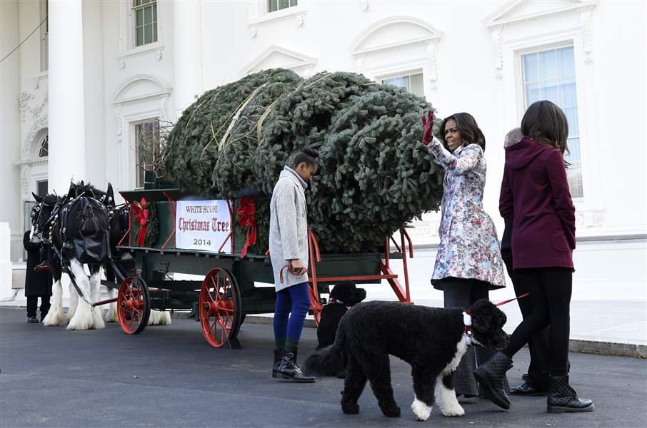 Official Christmas tree arrives at White House The Blade