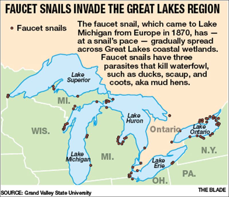 Invasive snail population grows in the Great Lakes Toledo Blade