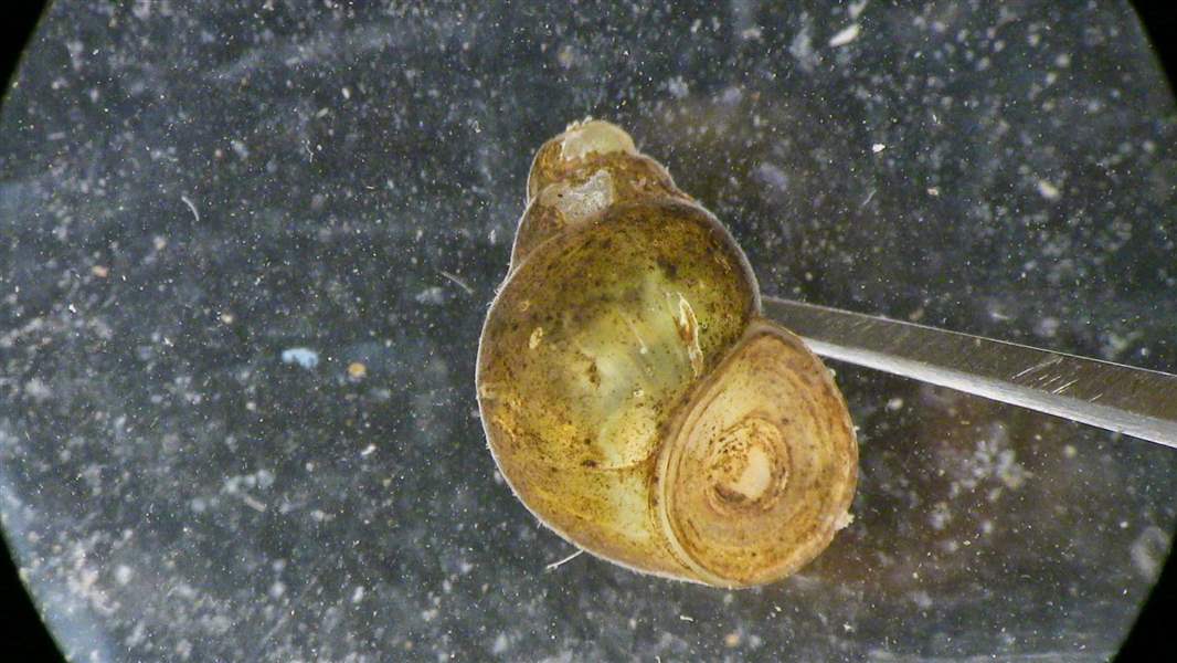 Invasive snail population grows in the Great Lakes The Blade