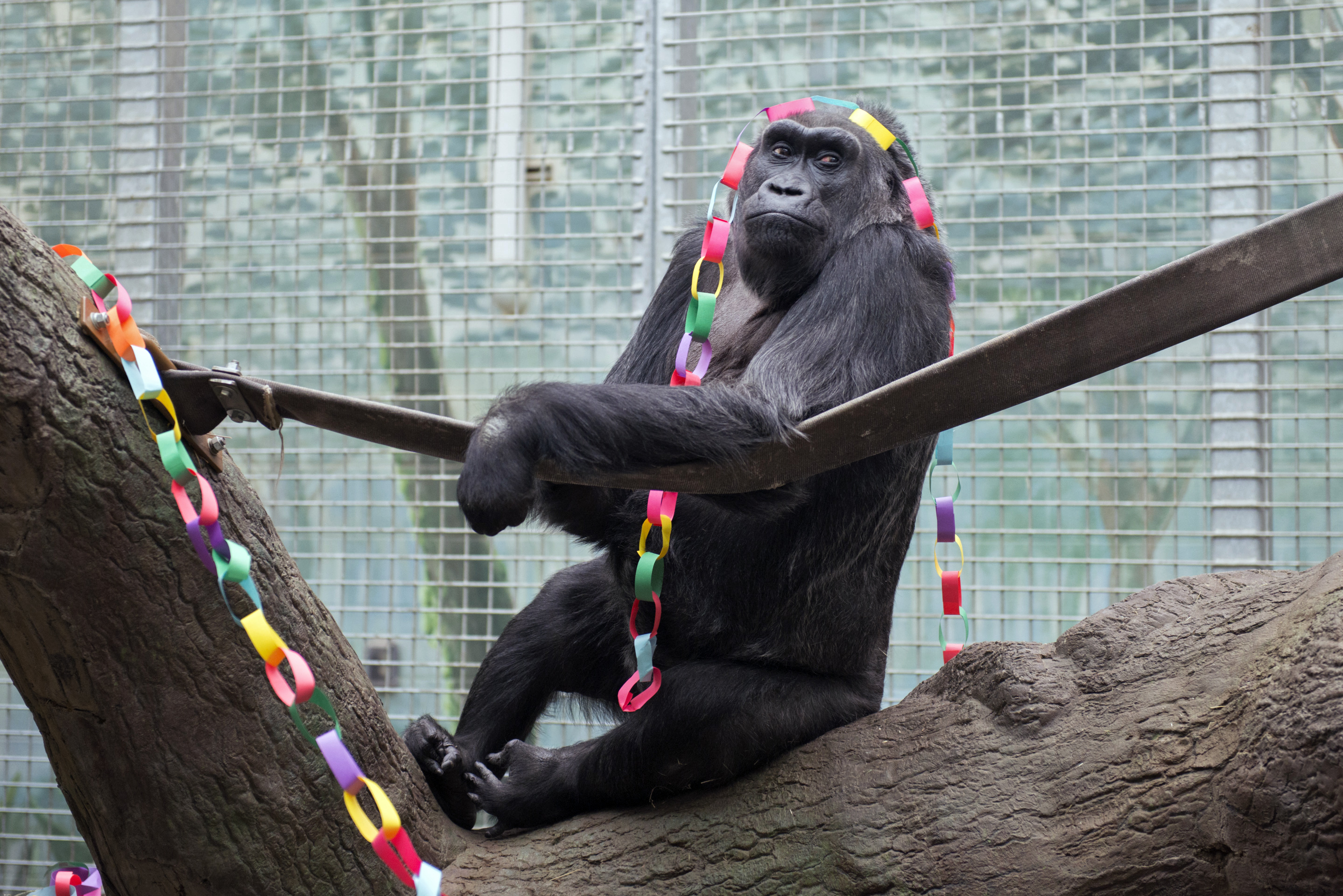 Oldest of zoo gorillas turns 58 at Ohio facility The Blade