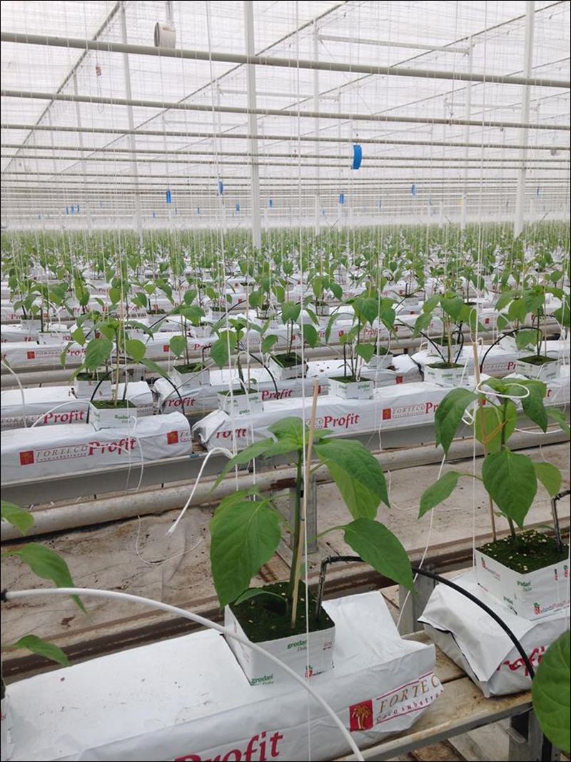 Ontariobased grower plans 175acre greenhouse in Delta Toledo Blade