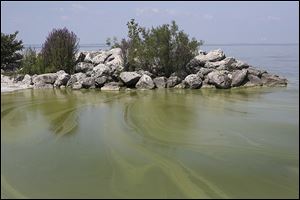 Algae floats in Lake Erie in August at Maumee Bay State Park in Oregon. The algae, cyanobacteria, is harder to get rid of than previously thought, a new study suggests.