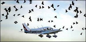 Birds take flight after being disturbed by a plane. Research done near Sandusky suggests that birds don’t factor in an object’s speed when deciding how to to avoid a collision.