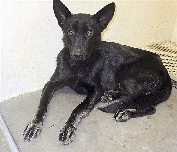 Former owner contacts Wood County shelter, won’t claim dog The Blade