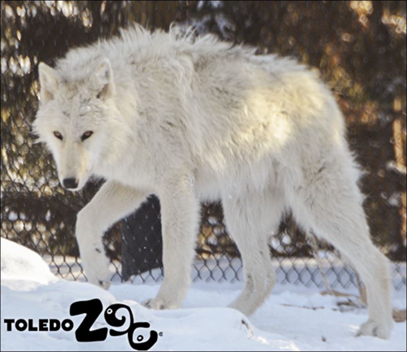 Toledo Zoo adds 3 wolves - Toledo Blade
