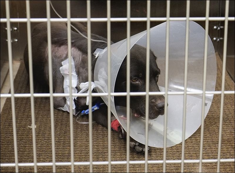 Woodville dog’s leg amputated Toledo Blade