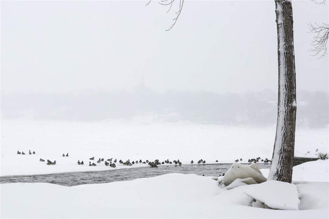 MAG-winterscenes15-Mallard-ducks