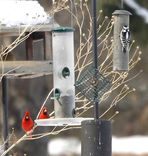 Feeders lure birds to your backyard The Blade