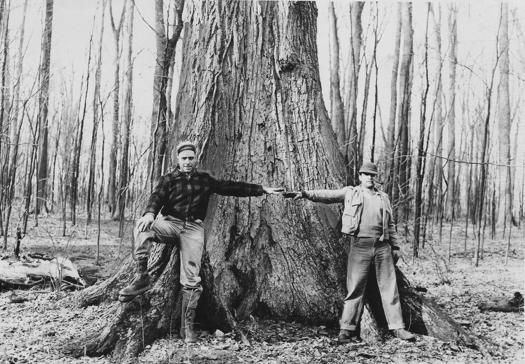 Elm tree competition The Blade