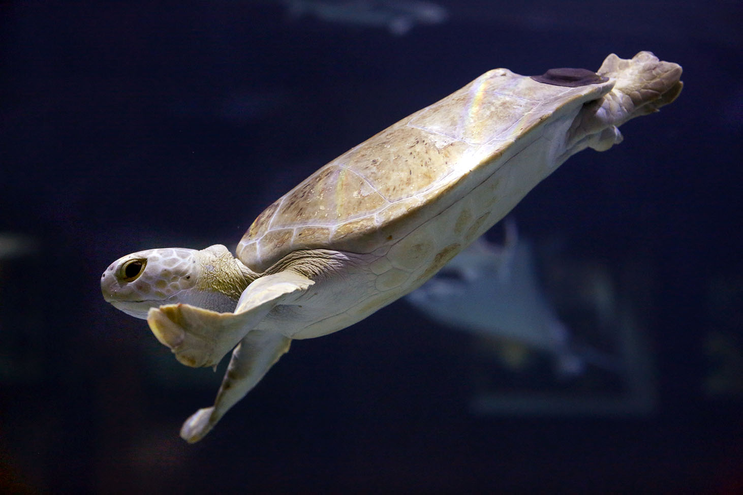Green Sea Turtle Comes Out Of Its Shell At Toledo Zoo The Blade