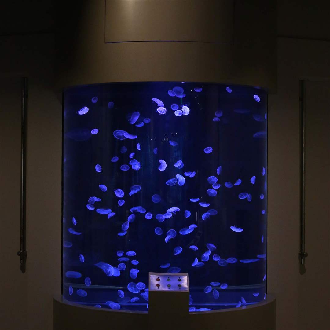 AQUARIUM15p-wall