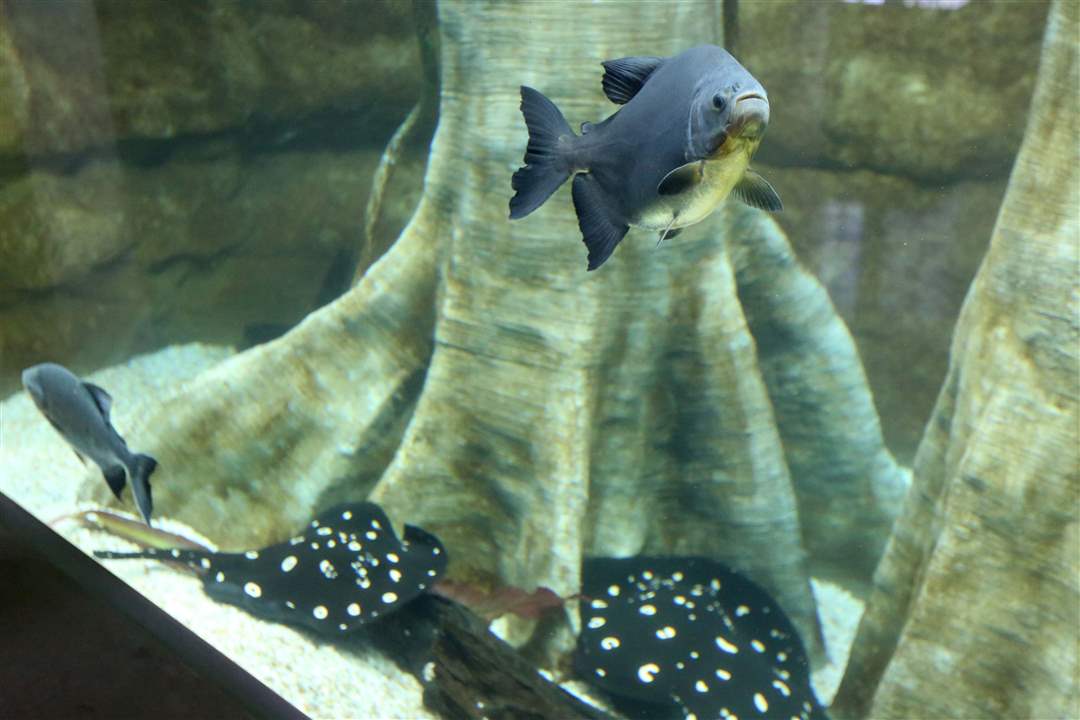 AQUARIUM15p-Pacu-fish