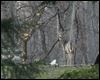 Bid to kill deer denied