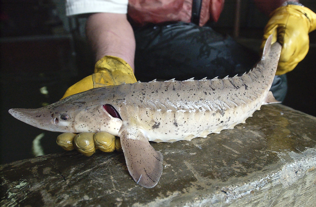 Sturgeon could spawn in Maumee River The Blade