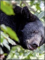Ohio black bear