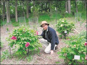 David Michener, associate curator at Matthaei Botannical Gardens and Nichols Arboretum, takes a closer look at some of the peonies in the garden.