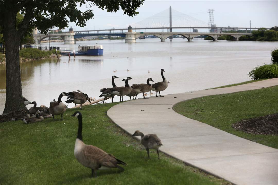 GEESE9Geese-and-their-goslings-line