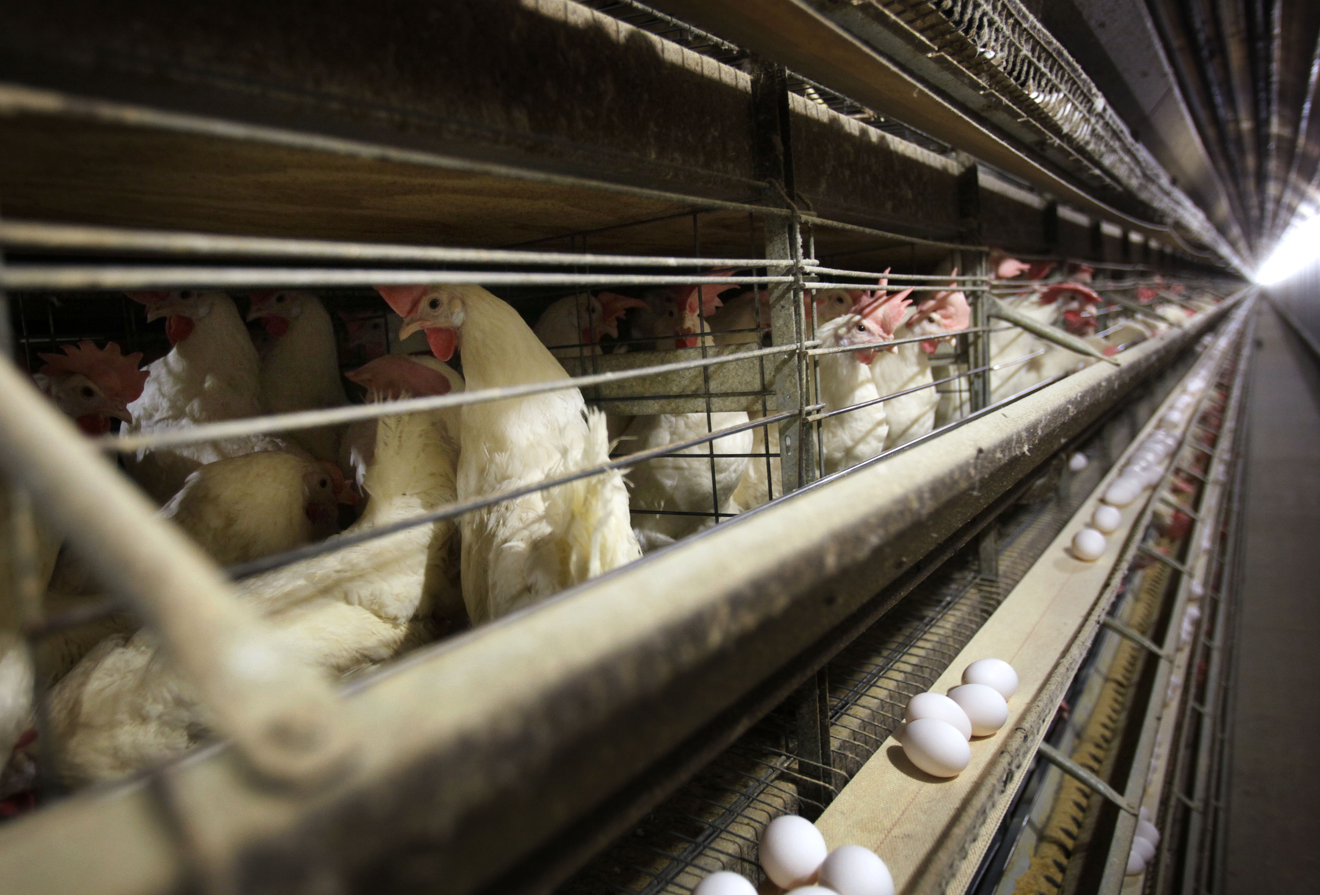 Avianflu outbreak hits egg industry, but Ohio unscathed The Blade