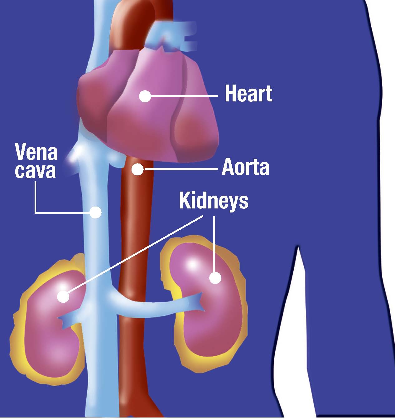 Kidney tests could predict cardiac disease The Blade