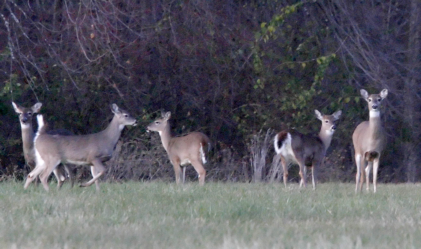 Deer hunt in Ottawa Hills goes to ballot The Blade