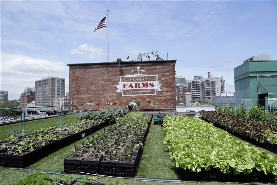Rooftop garden is a Monster success at Fenway The Blade