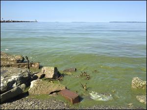 Algae along the Lake Erie shoreline.