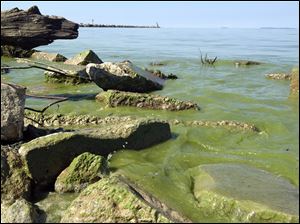 Lake Erie algae along the shoreline during the summer of 2014.