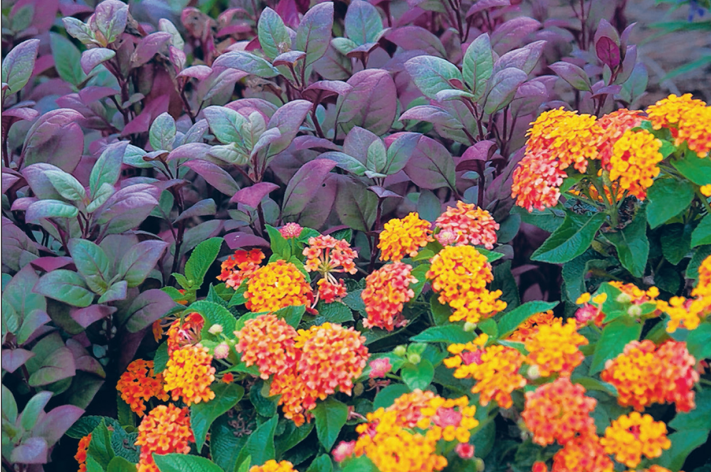 Little Ruby has a growing reputation in the plant world The Blade