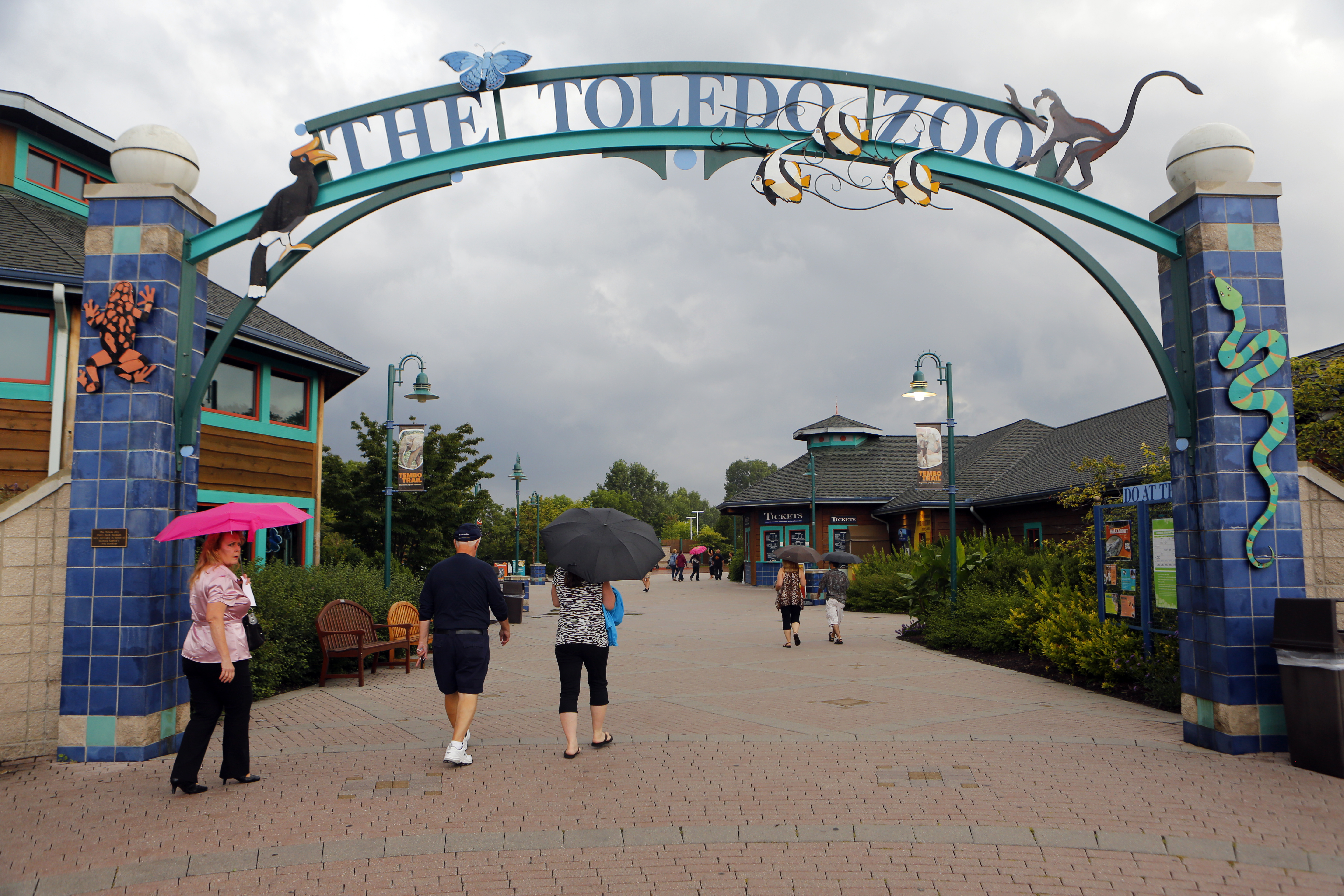 Toledo Zoo To Get Bear Cubs Whose Mom Killed Ate Hiker The Blade