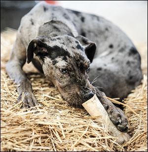 Emma Hope, a blue merle great dane mix puppy, settles in at the Devoted Barn animal rescue in Newport, Mich. Emma Hope was picked up as a stray in May. Most wounds were treated, but others couldn’t be fixed. Emma Hope was taken in by Melissa Borden, who runs the barn. 