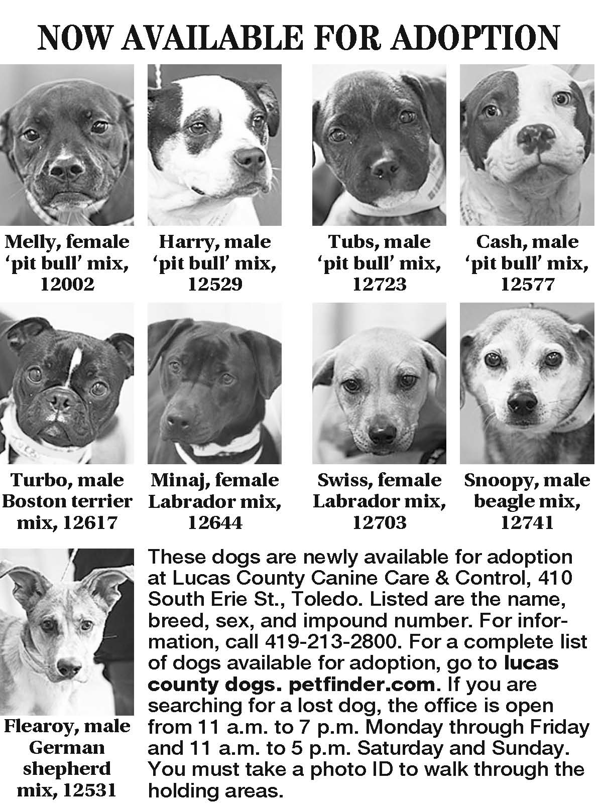 Lucas County Dogs for Adoption 93 The Blade