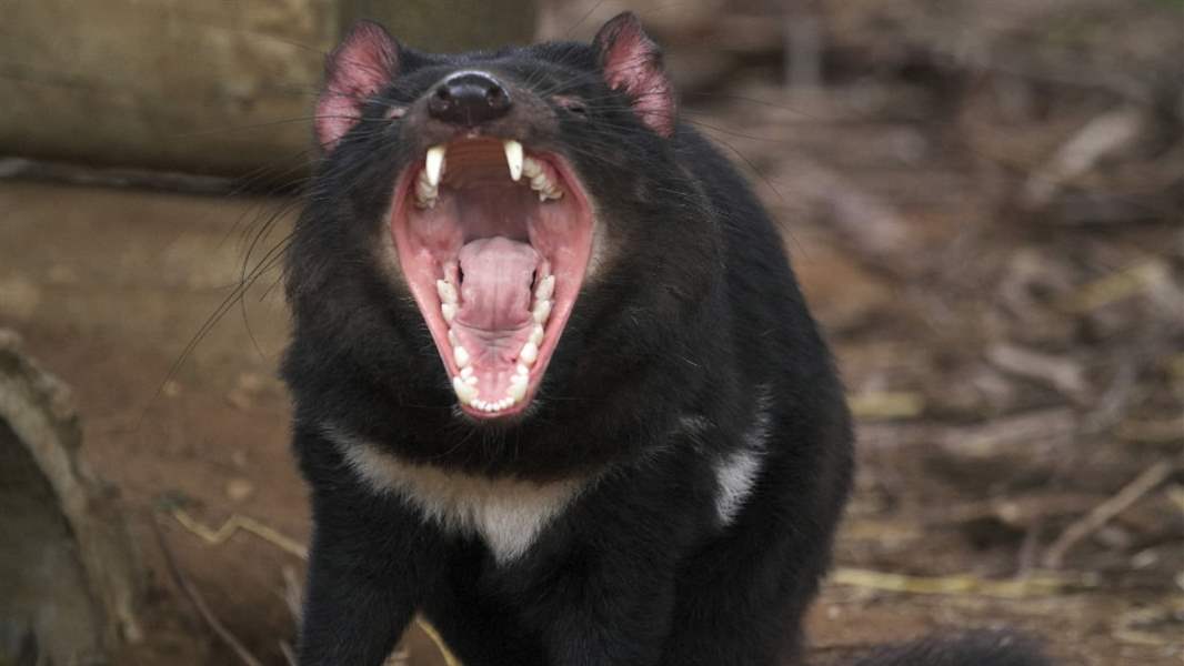 Toledo Zoo joins effort to save Tasmanian devils - The Blade