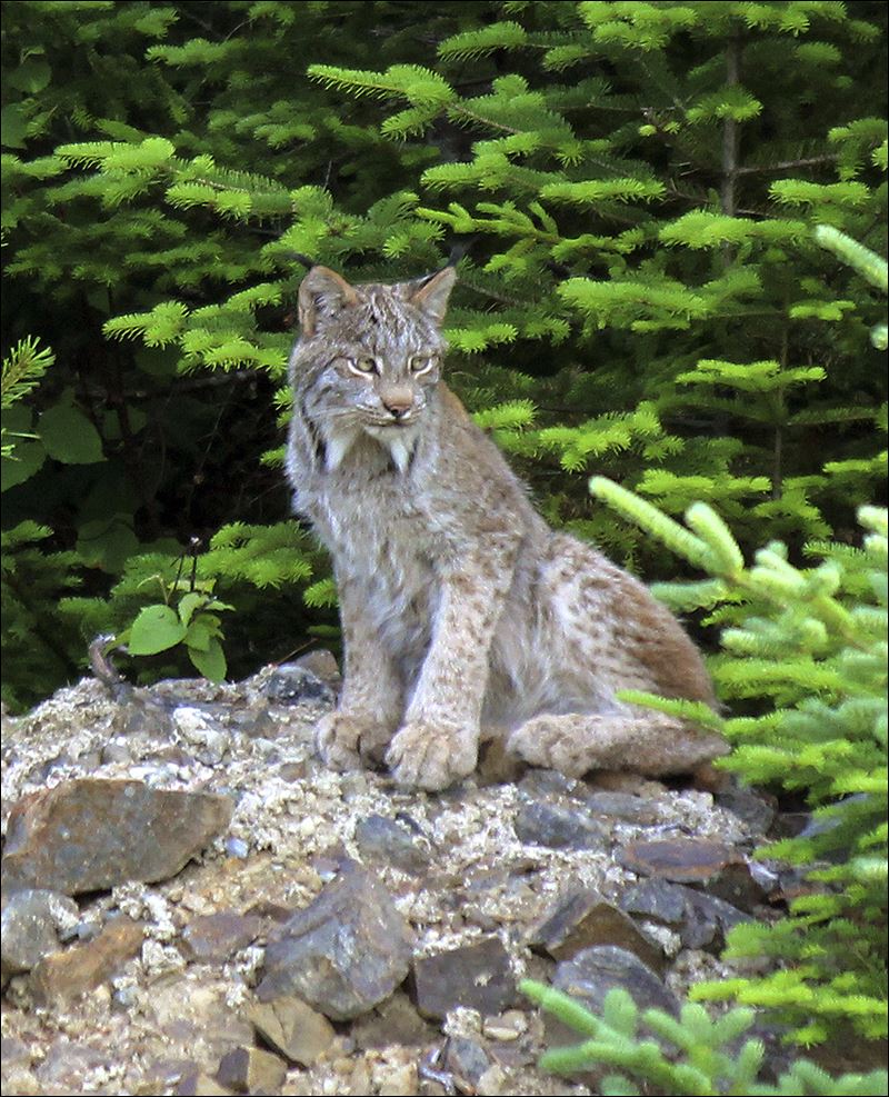 Landowners managing habitat to help Canada lynx in Maine Toledo Blade