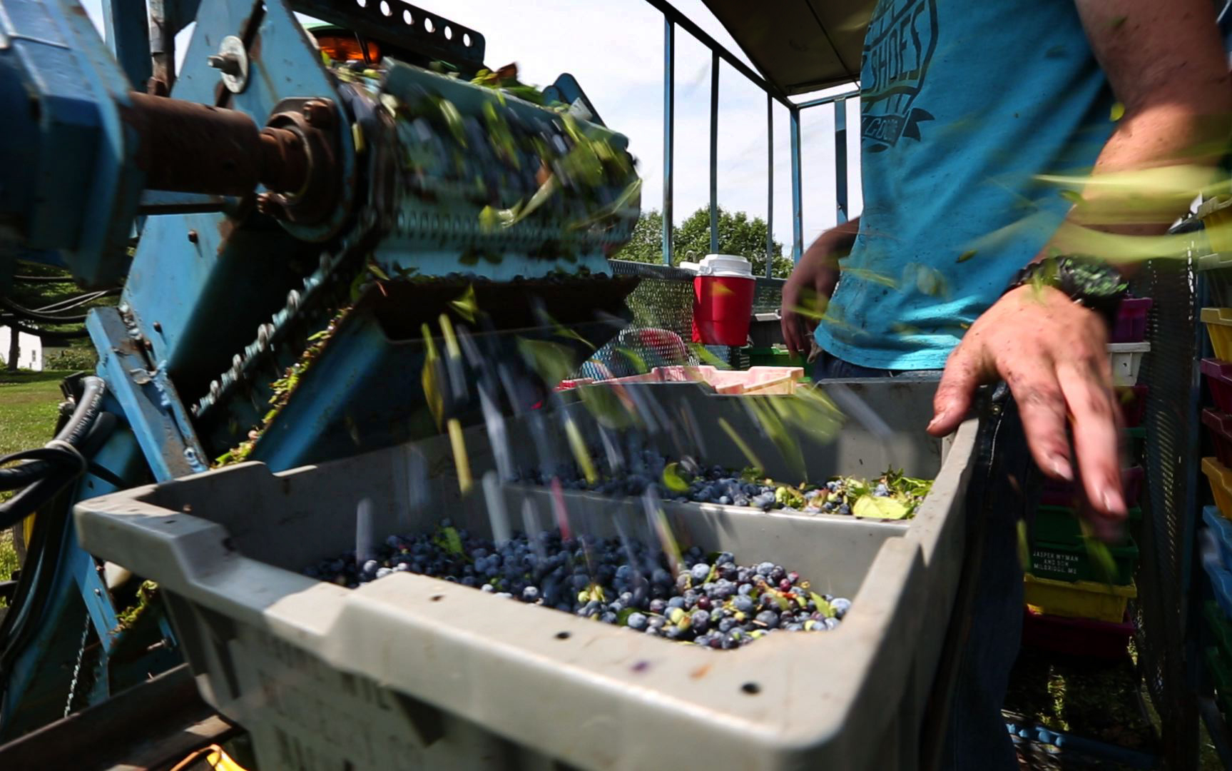 Machines take place of migrants as berry harvest booms The Blade