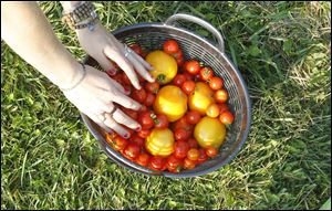 Emily Matthews picks tomatoes at Inspired by Nature, the Schooner Farm.