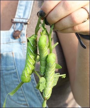 Emma Norton holds up tomato hornworms. Because the farm doesn't use pesticides, workers must pick them by hand. 