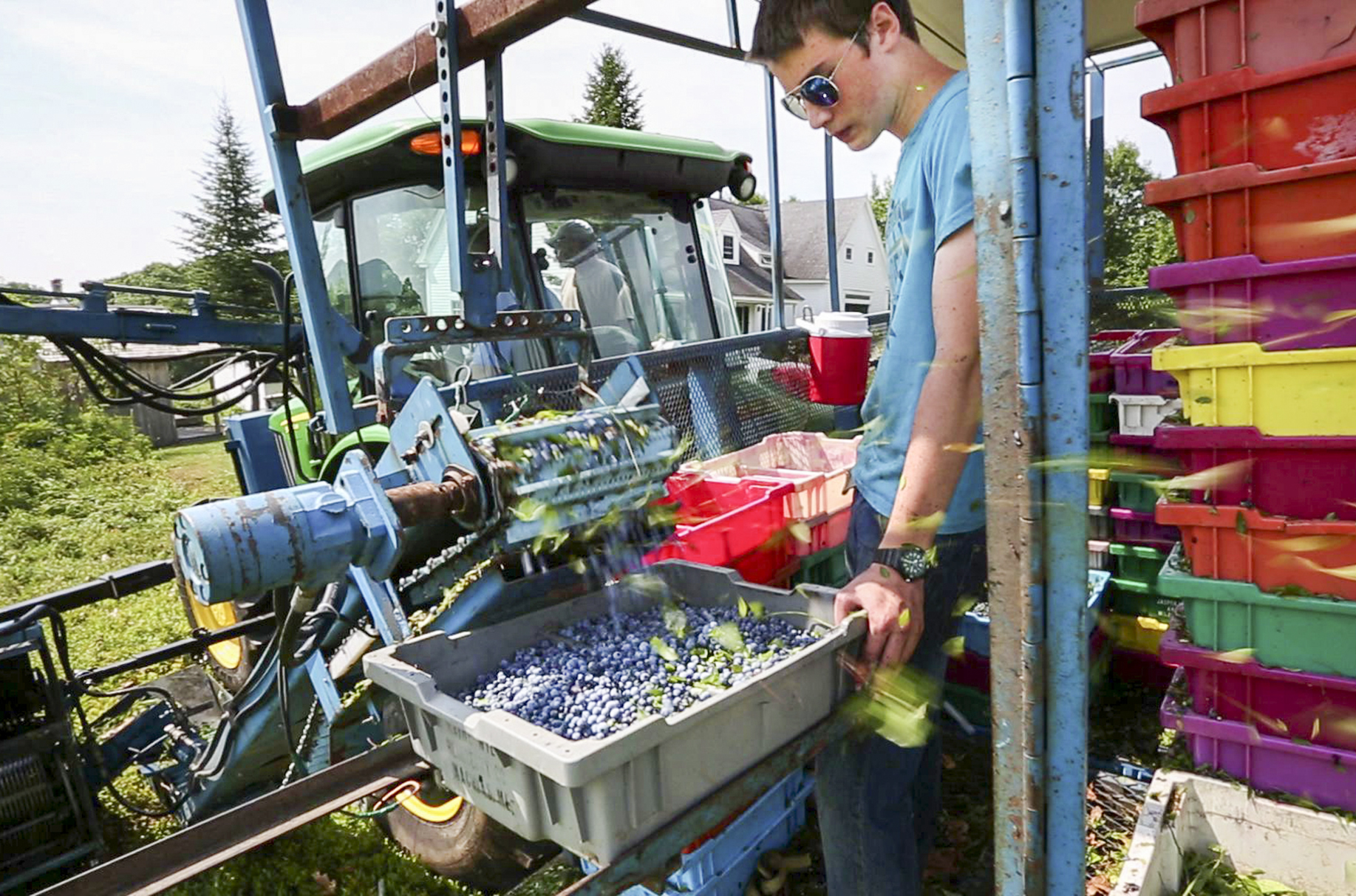 Machines harvesting blueberries reduce migrant farming in Maine The Blade