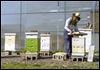 Volunteer keeps busy as a bee in retirement