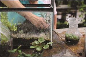 A plant is placed in a terrarium. 