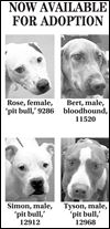 Lucas County Dogs for Adoption: 9-19