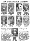 Lucas County Dogs for Adoption: 9-24