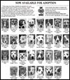 Lucas County Dogs for Adoption: 9-27