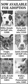Lucas County Dogs for Adoption: 10-1