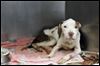 'Pit bull' fighting for its life