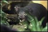 Devilish Tasmanian trio arrive at Toledo Zoo